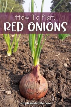 red onions growing in the dirt with text overlay reading how to plant red onions