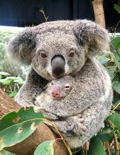 a baby koala is sitting on top of an adult koala