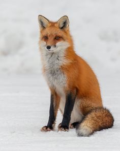 a red fox sitting on top of snow covered ground