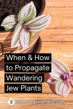 two potted plants with the words when and how to propagate wandering jew plants