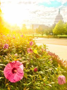 the sun shines brightly behind pink flowers in front of the capital building, washington d c