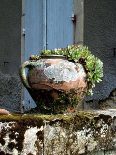 an old pot with plants growing out of it sitting on a stone wall next to a blue door