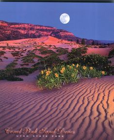 the moon is setting over a desert with wildflowers