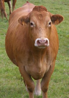 a brown cow standing on top of a lush green field next to another cow in the background