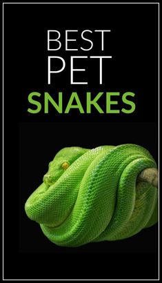 a green snake wrapped in a black background with the words best pet snakes