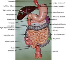 diagram of the human body organs labeled in pictures