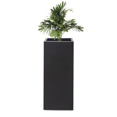 a plant in a black square vase on a white background