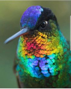 the colorful bird is looking at something in the distance with it's eyes wide open