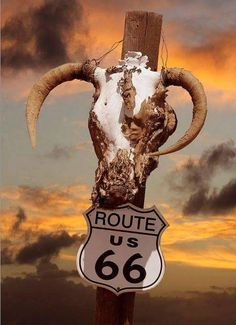 a long horn steer head on top of a wooden pole with a route 66 sign below it