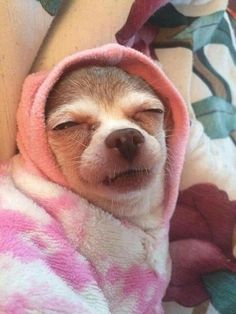 a small brown and white dog wrapped in a pink towel on top of a bed