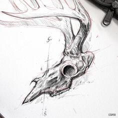 a pencil drawing of a deer's head