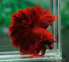 a red siamese fish in a clear aquarium