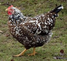 a brown and white chicken standing on top of a grass covered field