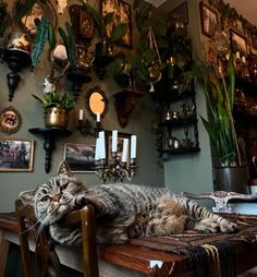 a cat laying on top of a wooden table in front of a wall with pictures