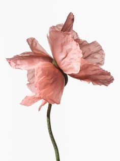 a single pink flower on a white background