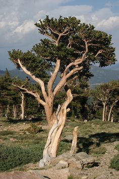 a tree that is standing in the grass near some rocks and trees with mountains in the background