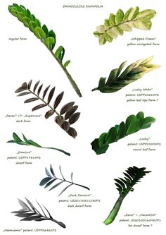 an image of different types of leaves