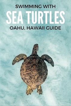 a turtle swimming in the ocean with text overlay reading swimming with sea turtles oahuu, hawaii guide