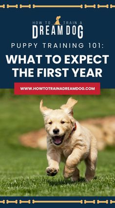 a puppy running in the grass with text overlay that reads how to train a puppy training 101 what to expect the first year