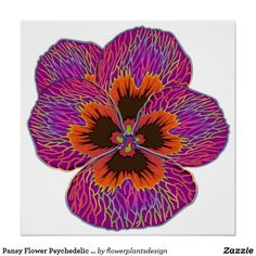 a flower with purple and orange petals on the center, in front of a white background