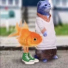 a cat standing next to a fish on the street