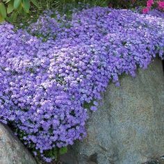 purple flowers growing on the side of a rock