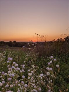 the sun is setting over a field full of wildflowers