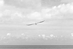 black and white photograph of an eagle flying in the sky over the ocean on a cloudy day