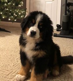 a black and white dog sitting in front of a christmas tree