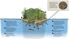 an image of the water cycle with plants and fish in it's bottom half