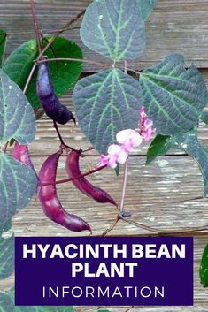 purple flowers and green leaves with the words hyacinth bean plant information on it