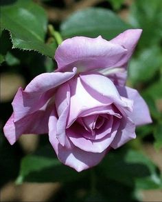 Morning Greetings, Rose Flowers, Good Morning Greetings, Morning Greeting, Beautiful Rose, Flower Pictures, Beautiful Roses