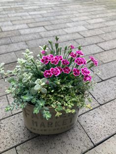 a potted plant with pink flowers sitting on the ground