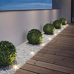 there are three bushes that have lights in them