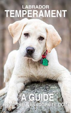 a white dog laying on top of a rock with the words labrador temperament