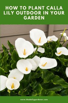 white flowers with the words how to plant cala lily outdoor in your garden on it