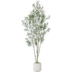 a plant in a white pot on a white background with clippings for text