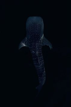 a whale in the dark with its head turned to look like it's swimming