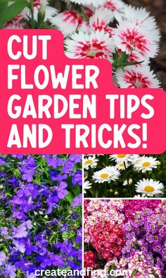 Fresh cut flower garden tips for beginners. Cut Flower Garden Ideas, Cut Flower Garden For Beginners, Flower Garden Tips, Flower Garden For Beginners, Garden Tips And Tricks, Garden For Beginners, Flower Garden Ideas, Best Perennials