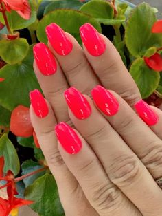 Hi all lovers of nail polish Eco Created Colors is a custom handmade 10 free, cruelty free, vegan polish 10 FREE IS BETTER FOR YOU AND ME! WILD WATERMELON- is part of our neon collection. This stunning and vibrant pink with a hint of orange hue says WOW that's bright. Your nails will have that tropical vibe all summer long. This vegan 10 free formula with a wide brush for application dries quickly and will not leave you with a streaky finish glides on smoothly. All of the neon collection have a Acrylics Square, Uñas Color Coral, Nail Gelish, Neon Pink Nail Polish, Bright Pink Nails, Neon Pink Nails, Nails Bright, Neon Nail Polish, Bright Summer Nails