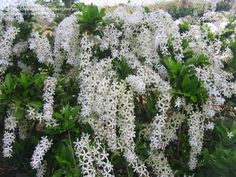 the white flowers are blooming on the bush