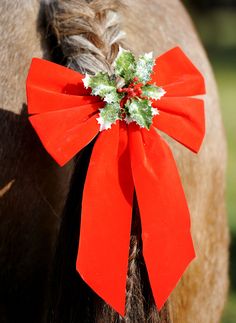 a close up of a horse with a red bow on it's back end