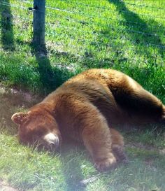 a large brown bear laying on top of grass next to a fenced in area