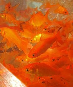 many orange fish are swimming in the water