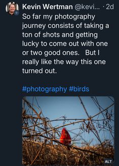 a bird sitting on top of a tree branch next to a red fire hydrant