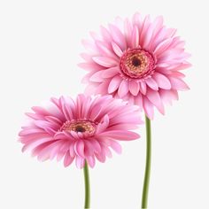 two pink flowers are shown against a white background