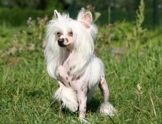 a small white dog standing on top of a lush green field