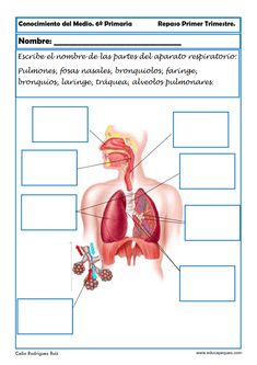 the diagram of the human body with labels for each organ and their corresponding parts in spanish