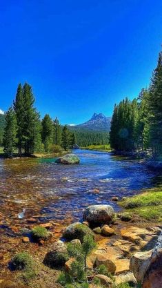 a river running through a forest filled with lots of green grass and tall pine trees