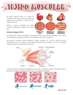 the diagram shows how muscles are made and what they can be used to help them